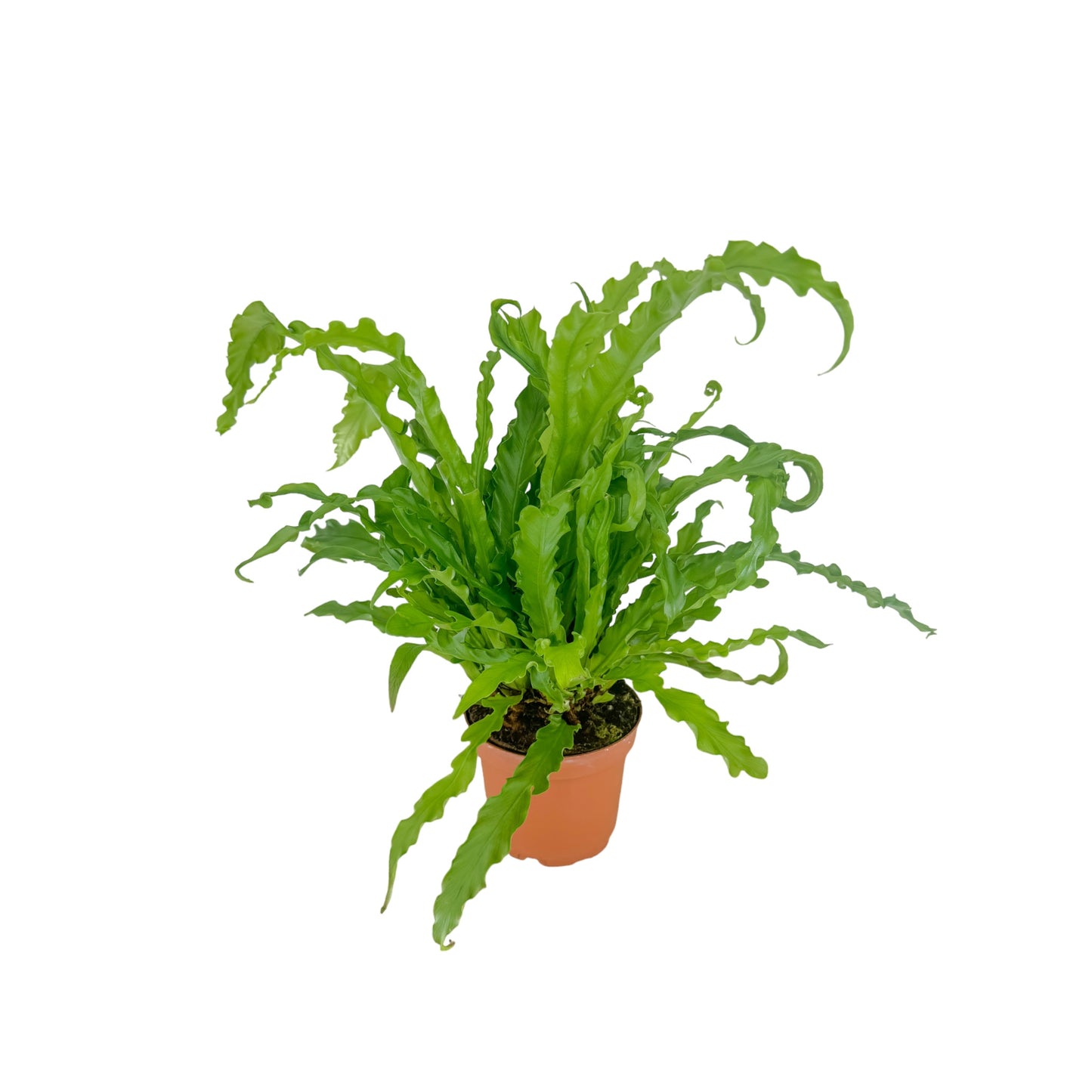 Asplenium 12cm Osaka