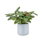 Calathea 12cm Compactstar in Cambridge Ceramic