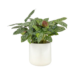 Calathea 12cm Compactstar in Cambridge Ceramic