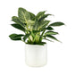 Philodendron 12cm Zebra in Cambridge Ceramic