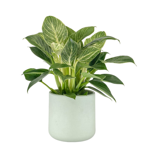 Philodendron 12cm Zebra in Cambridge Ceramic