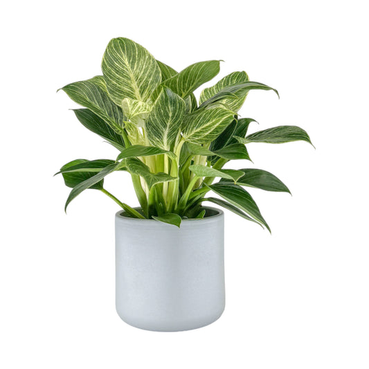 Philodendron 12cm Zebra in Cambridge Ceramic