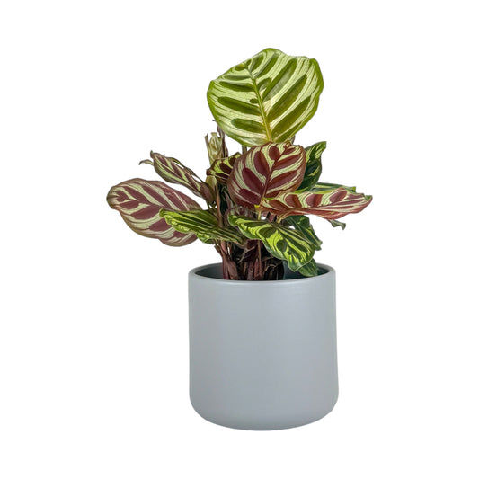 Calathea 12cm Makoyana in Cambridge Ceramic