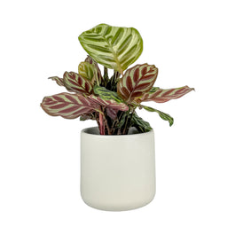 Calathea 12cm Makoyana in Cambridge Ceramic