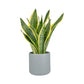 Sansevieria 12cm Laurentii in Cambridge Ceramic