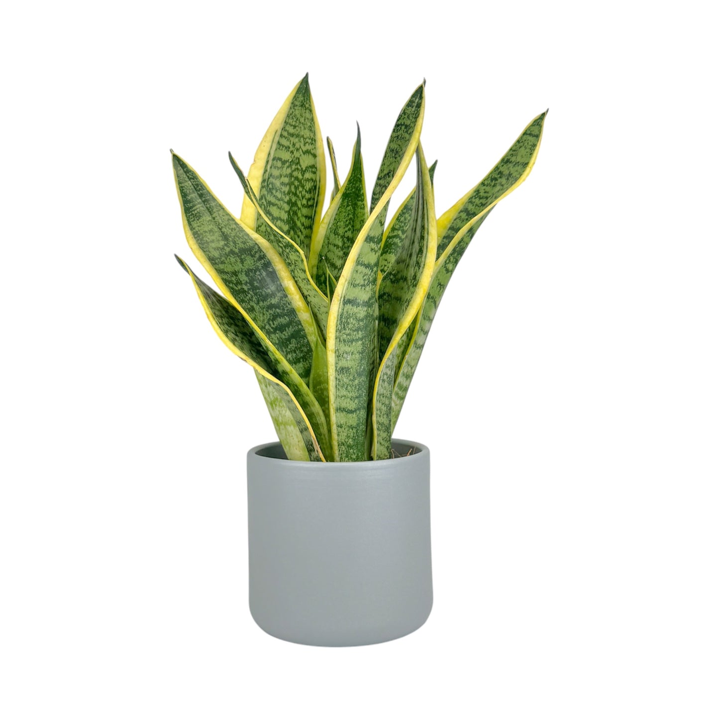 Sansevieria 12cm Laurentii in Cambridge Ceramic