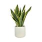 Sansevieria 12cm Laurentii in Cambridge Ceramic