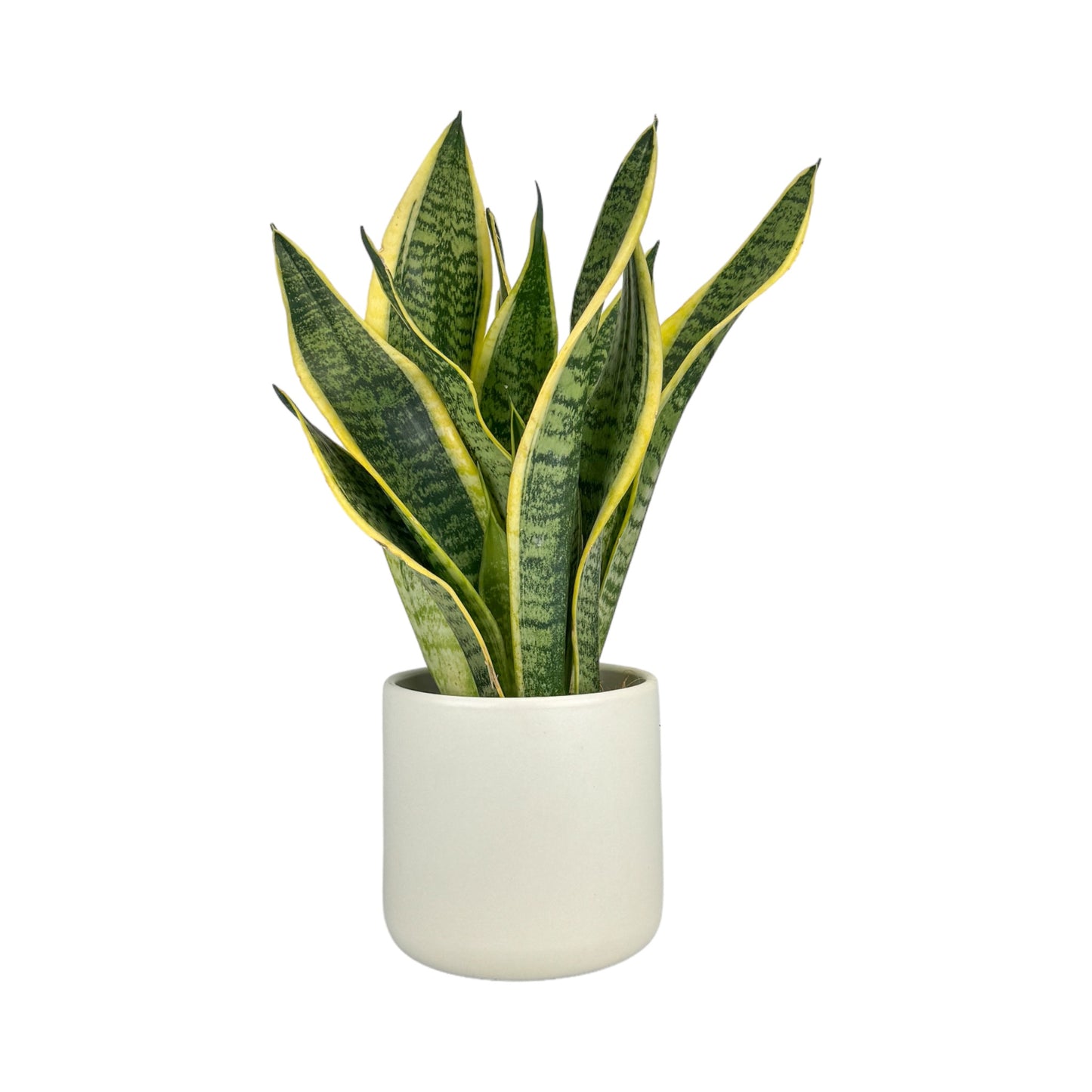 Sansevieria 12cm Laurentii in Cambridge Ceramic