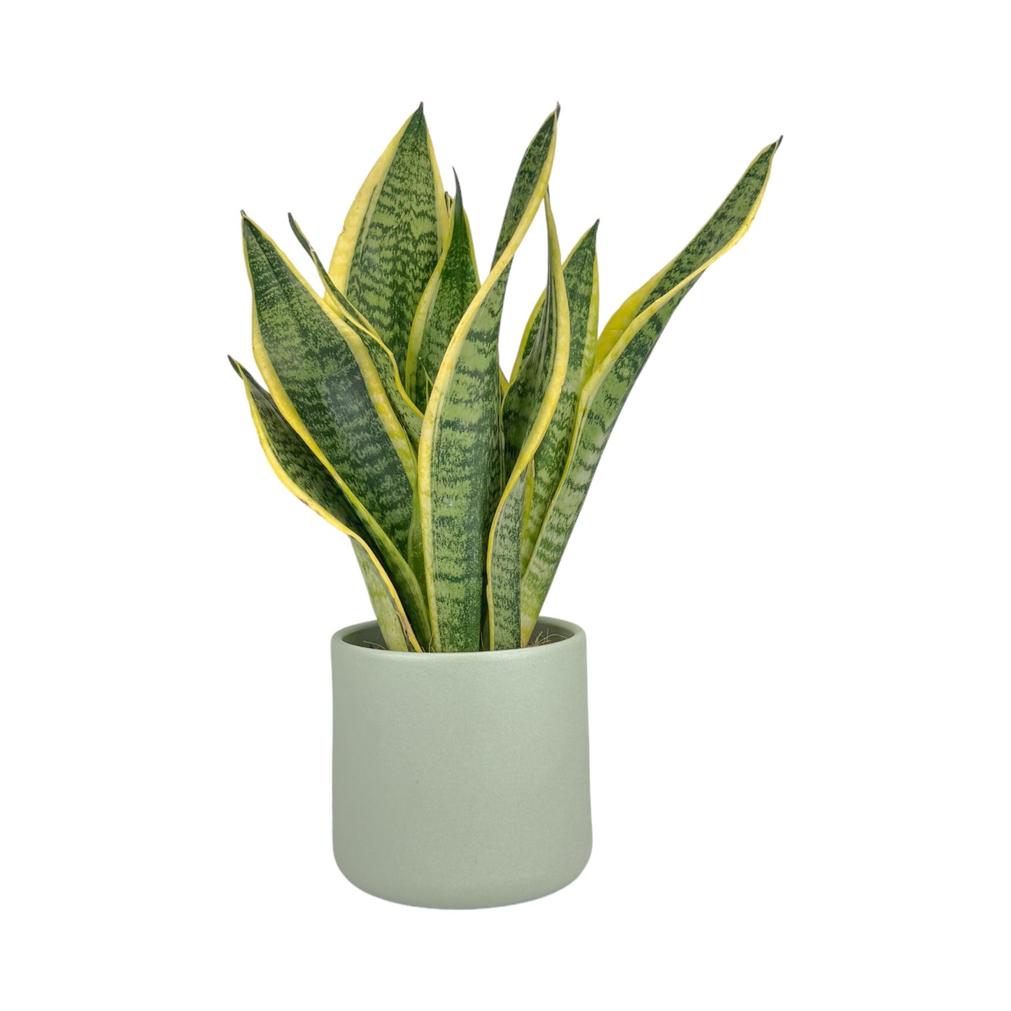 Sansevieria 12cm Laurentii in Cambridge Ceramic