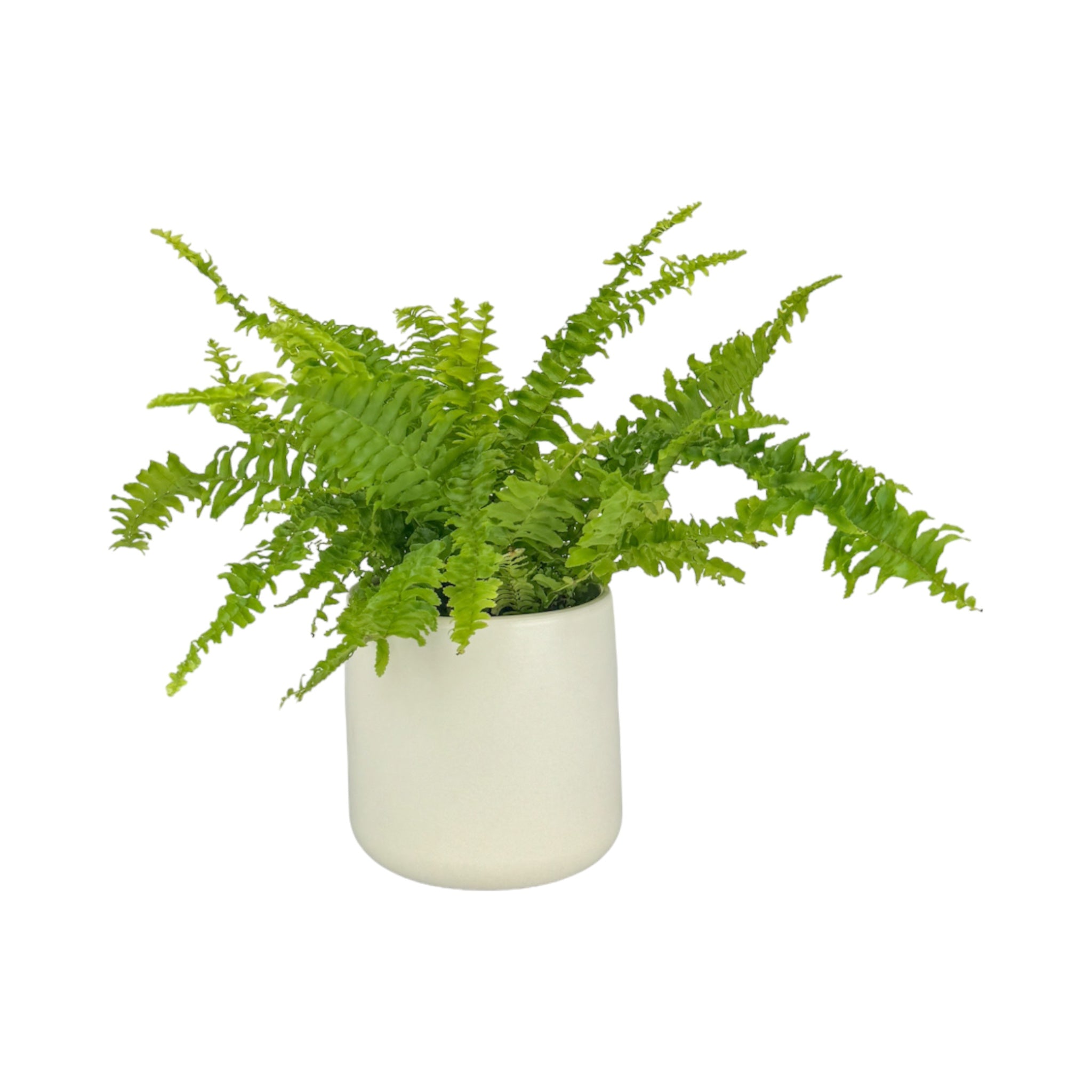 Fern 12cm Boston Compacta in Cambridge Ceramic – The Horti House