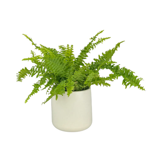 Fern 12cm Boston Compacta in Cambridge Ceramic