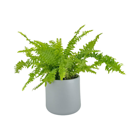 Fern 12cm Boston Compacta in Cambridge Ceramic