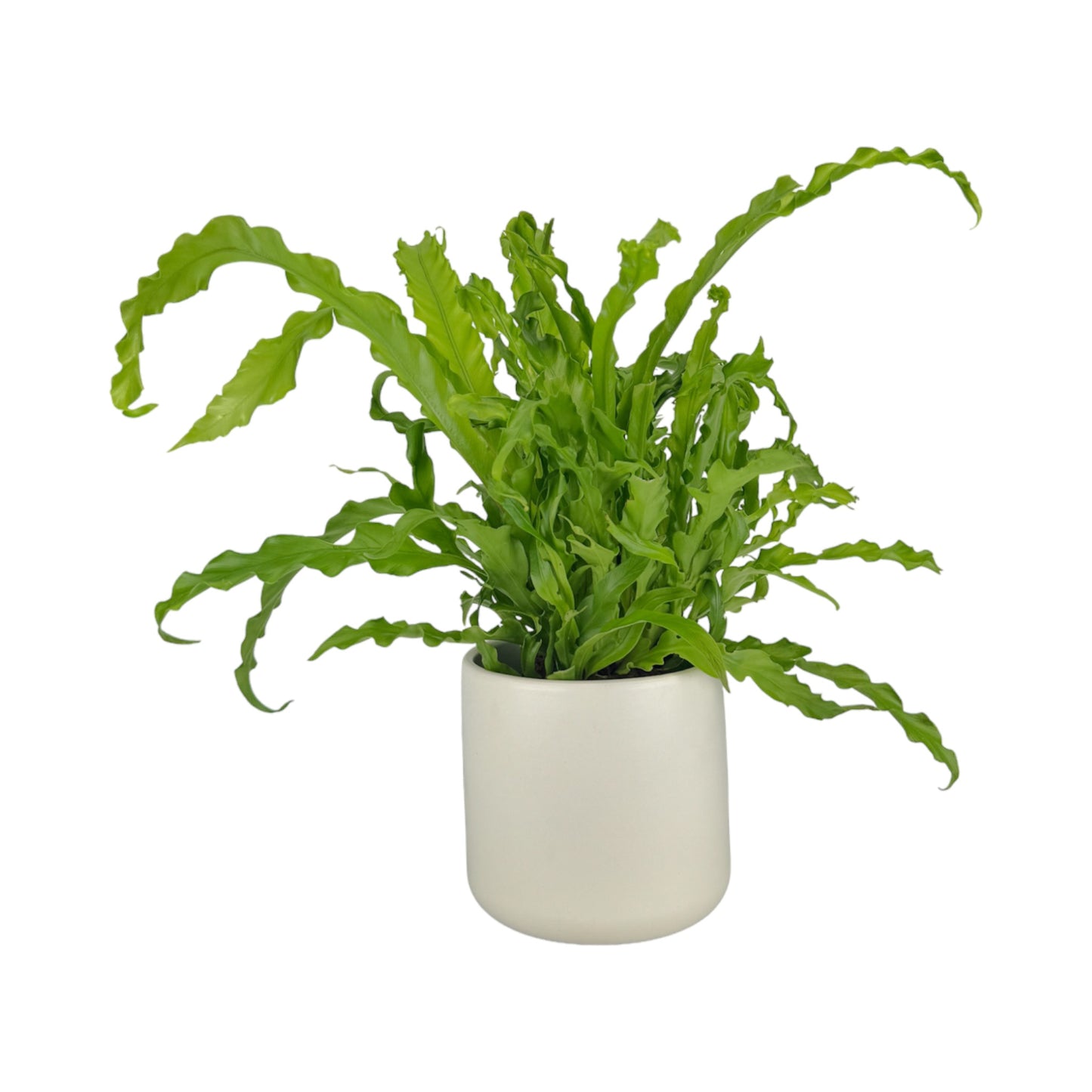 Asplenium 12cm Osaka in Cambridge Ceramic