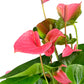Anthurium 17cm Champion Mixed Colours - Flowering The Horti House