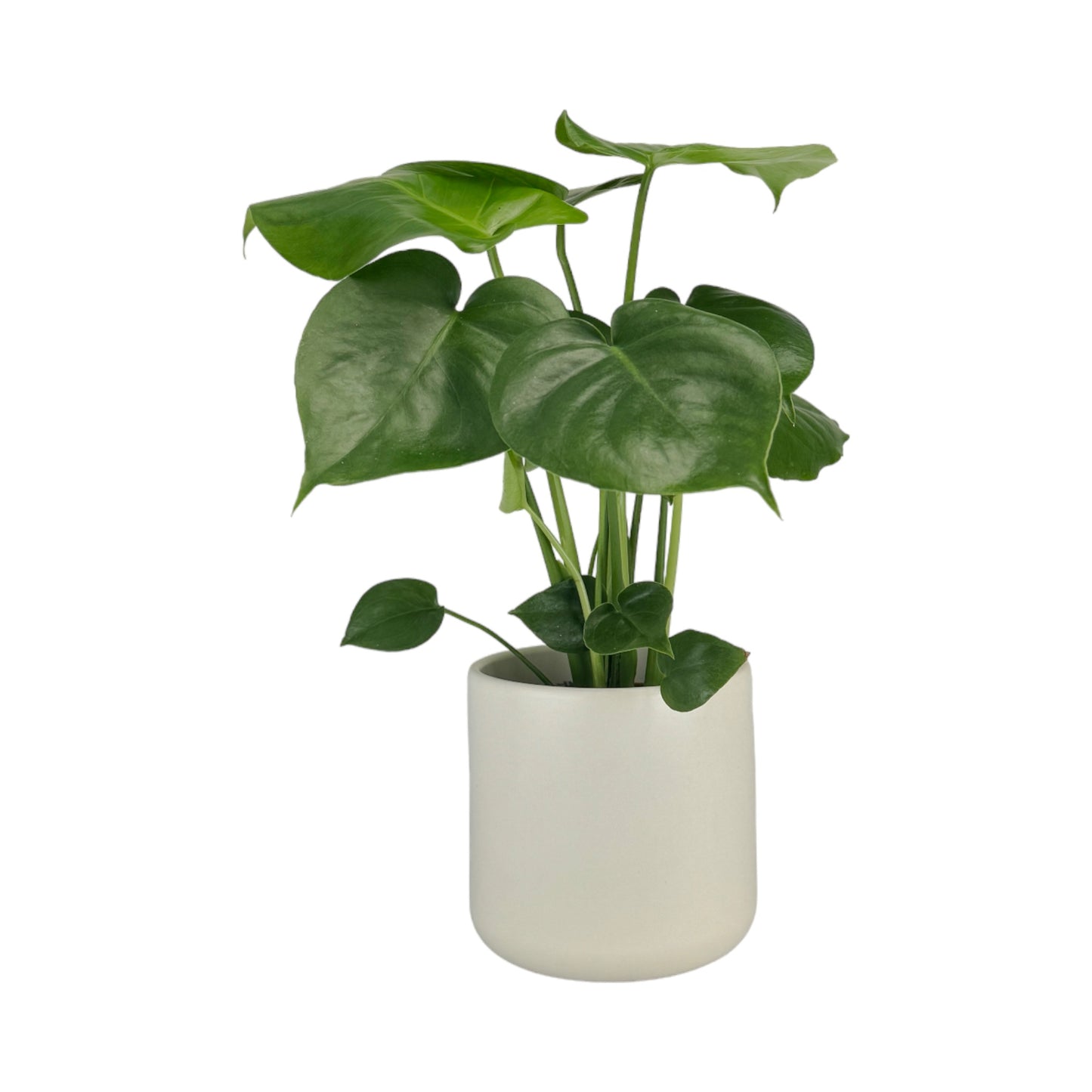 Monstera 12cm Deliciosa in Cambridge Ceramic