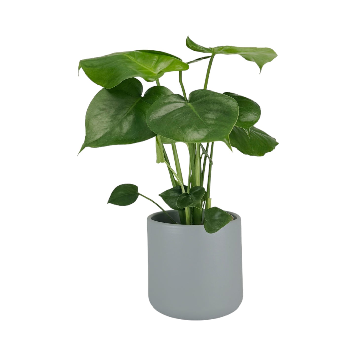 Monstera 12cm Deliciosa in Cambridge Ceramic