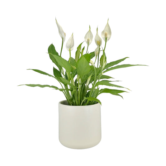 Spathiphyllum 12cm in Cambridge Ceramic