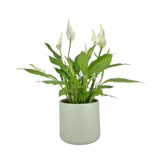 Spathiphyllum 12cm in Cambridge Ceramic