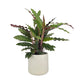 Calathea 12cm Rufibarba in Cambridge Ceramic