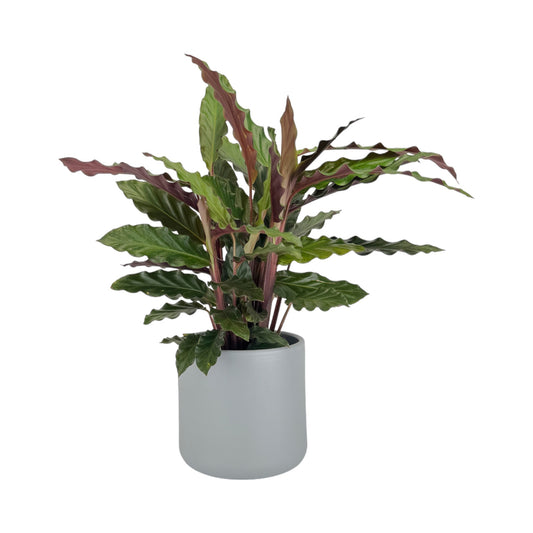 Calathea 12cm Rufibarba in Cambridge Ceramic