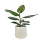 Ficus Elastica 12cm Robusta in Cambridge Ceramic