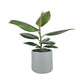 Ficus Elastica 12cm Robusta in Cambridge Ceramic