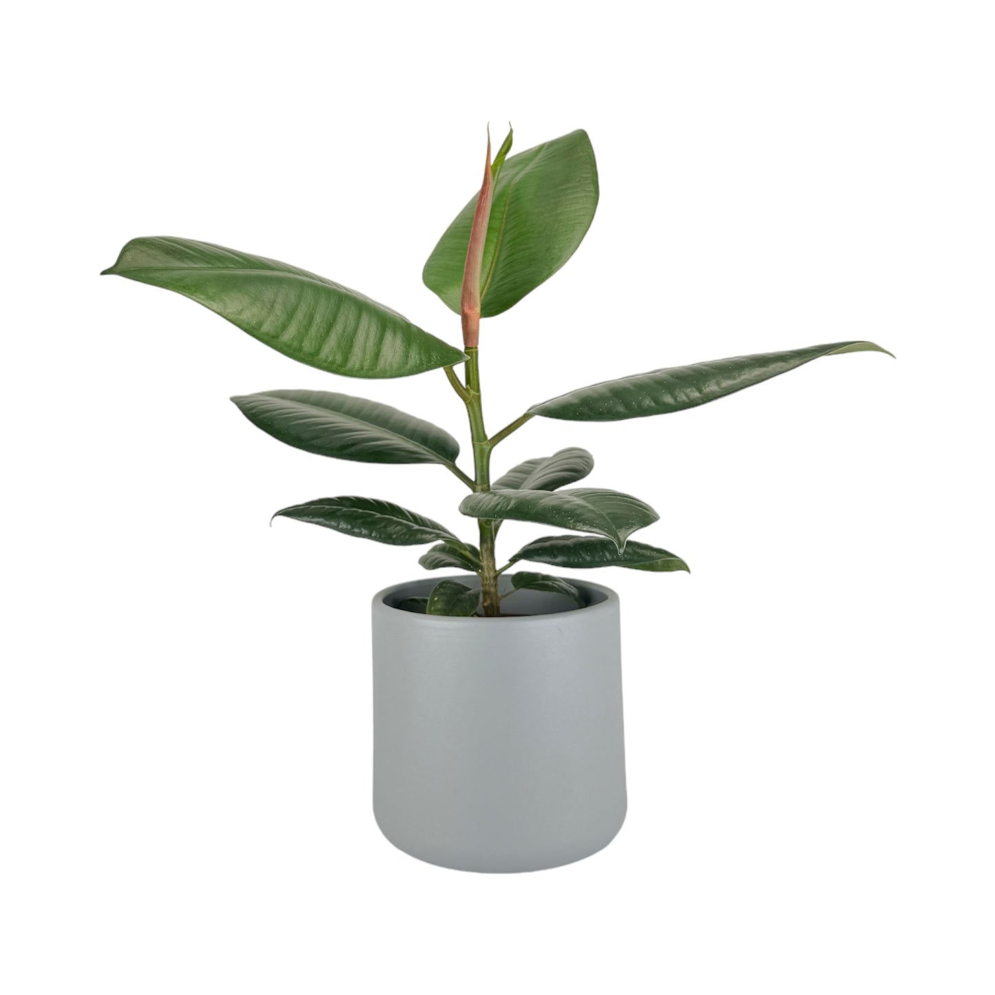 Ficus Elastica 12cm Robusta in Cambridge Ceramic