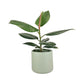 Ficus Elastica 12cm Robusta in Cambridge Ceramic