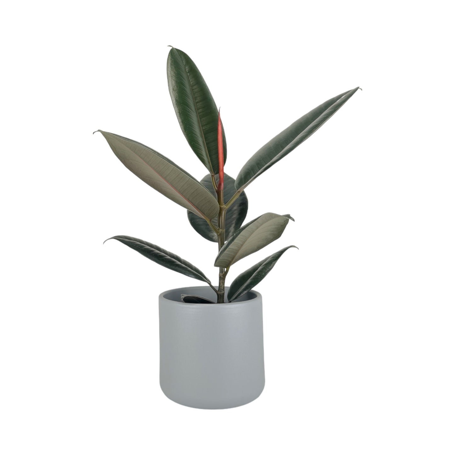 Ficus Elastica 12cm Mix in Cambridge Ceramic