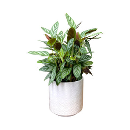 Calathea 12cm Compactstar in Oxford Ceramic