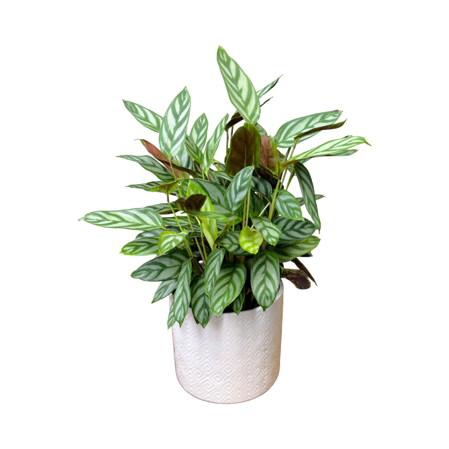 Calathea 12cm Compactstar in Oxford Ceramic