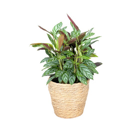 Calathea 12cm Compactstar in Basket