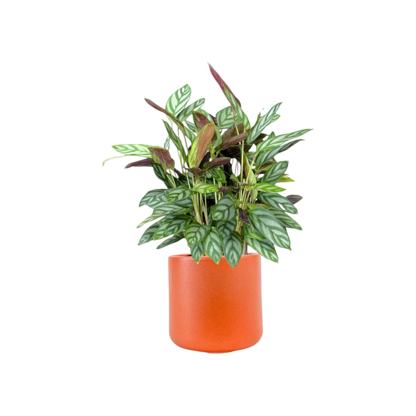 Calathea 12cm Compactstar in Cambridge Ceramic