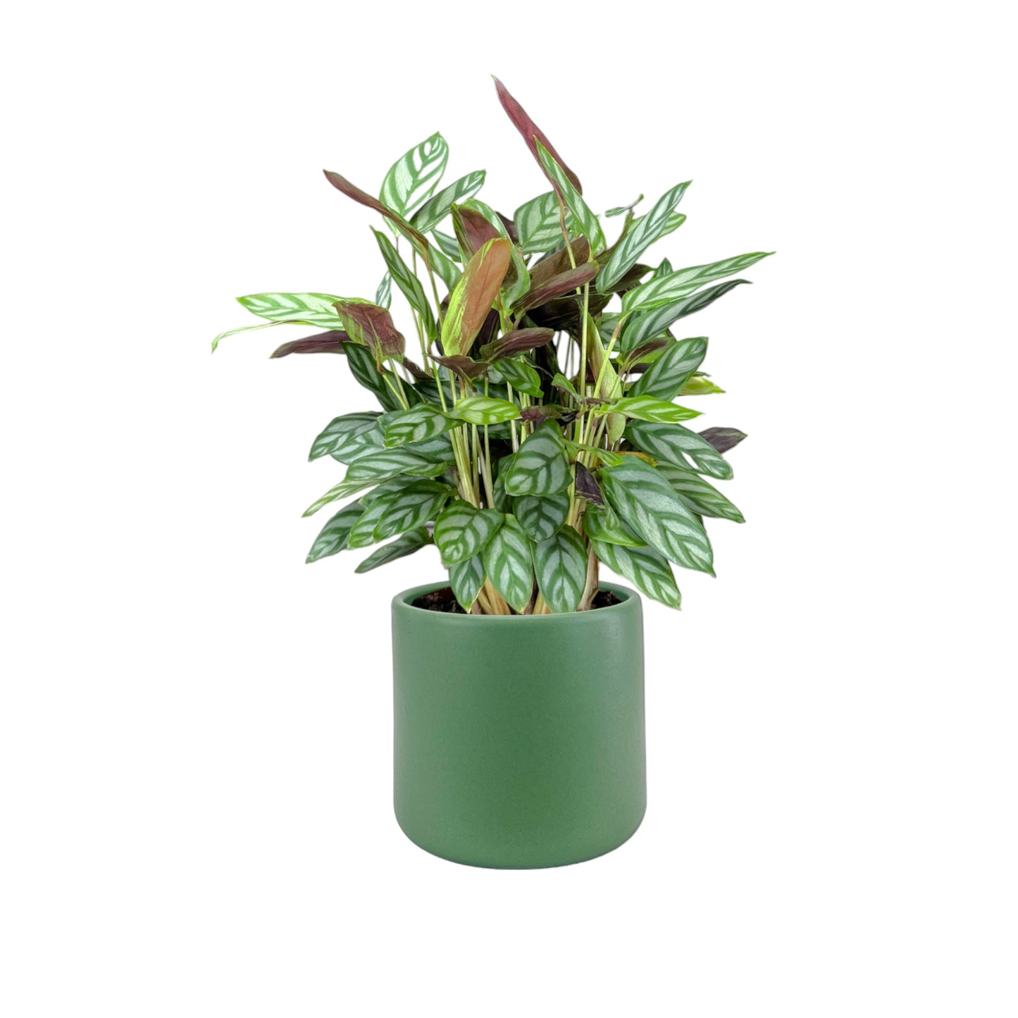 Calathea 12cm Compactstar in Cambridge Ceramic