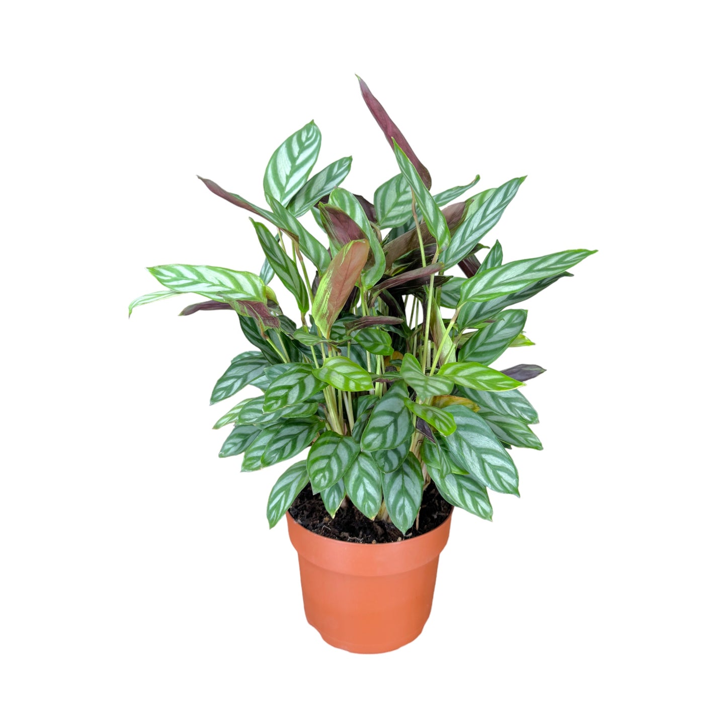 Calathea 12cm Compactstar