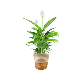 Spathiphyllum 17cm in Basket