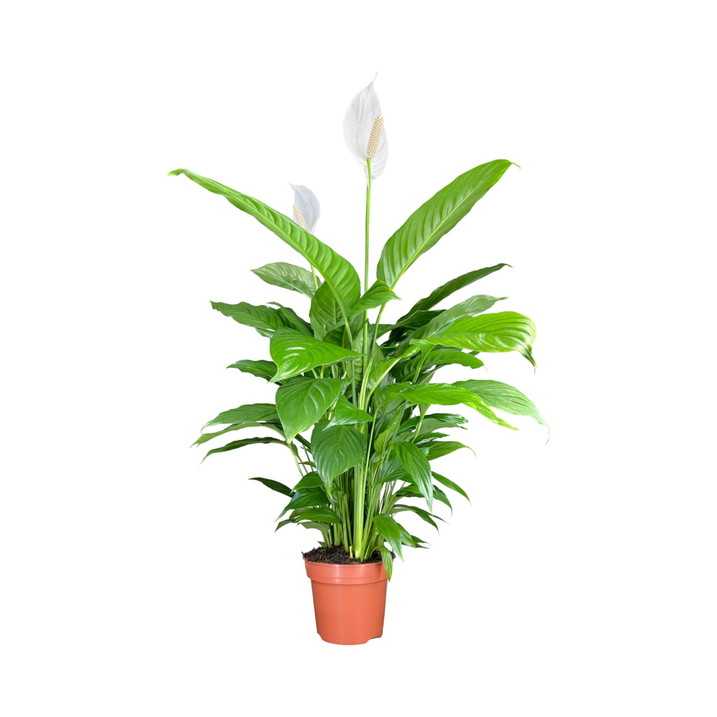 Spathiphyllum 17cm