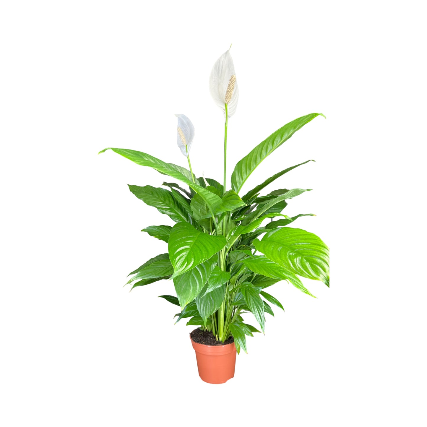 Spathiphyllum 17cm