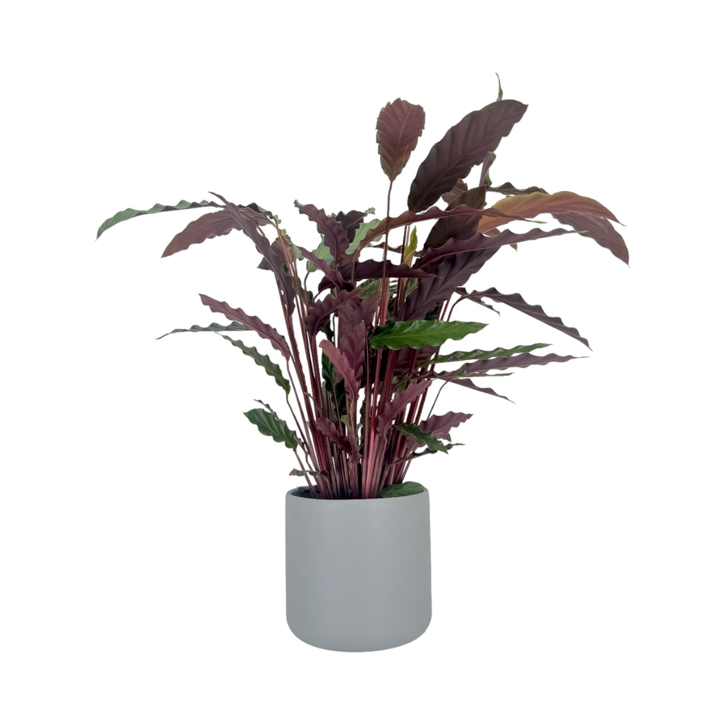 Calathea 17cm Mix in Cambridge Ceramic