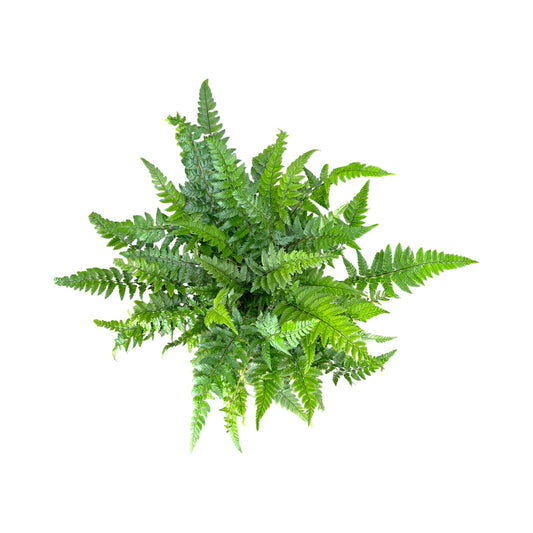 Fern 12cm Mix