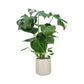 Monstera 17cm Deliciosa in Cambridge Ceramic - Green Plant The Horti House