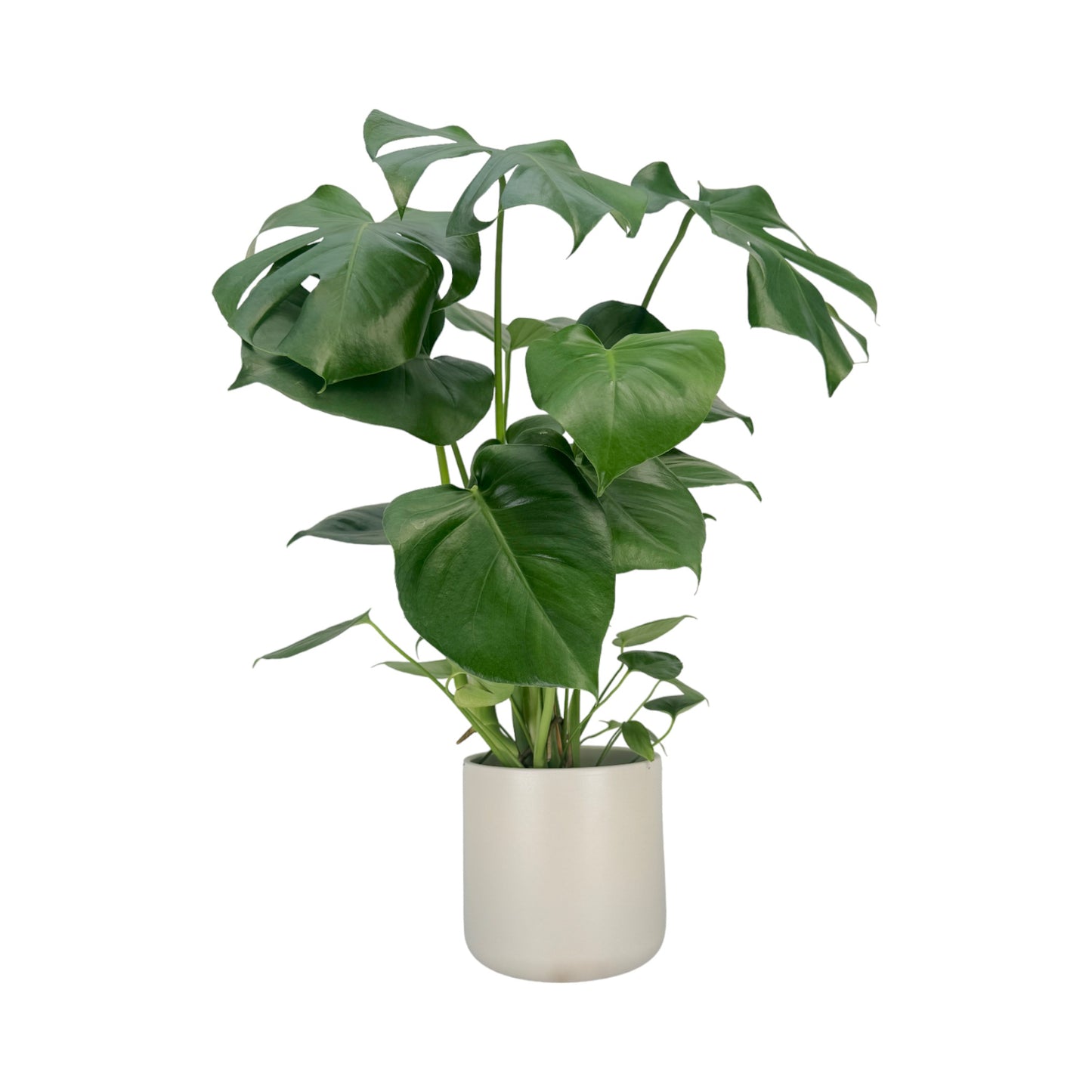 Monstera 17cm Deliciosa in Cambridge Ceramic - Green Plant The Horti House