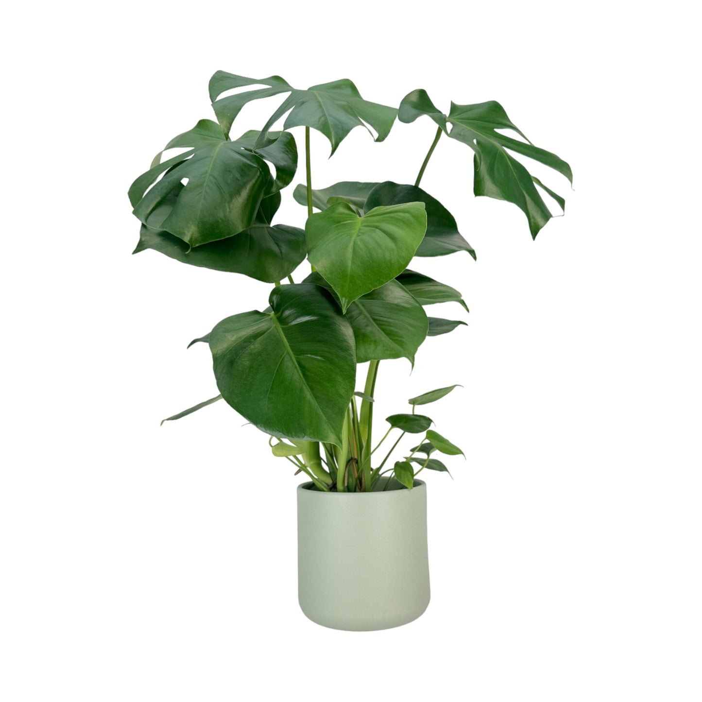 Monstera 17cm Deliciosa in Cambridge Ceramic - Green Plant The Horti House