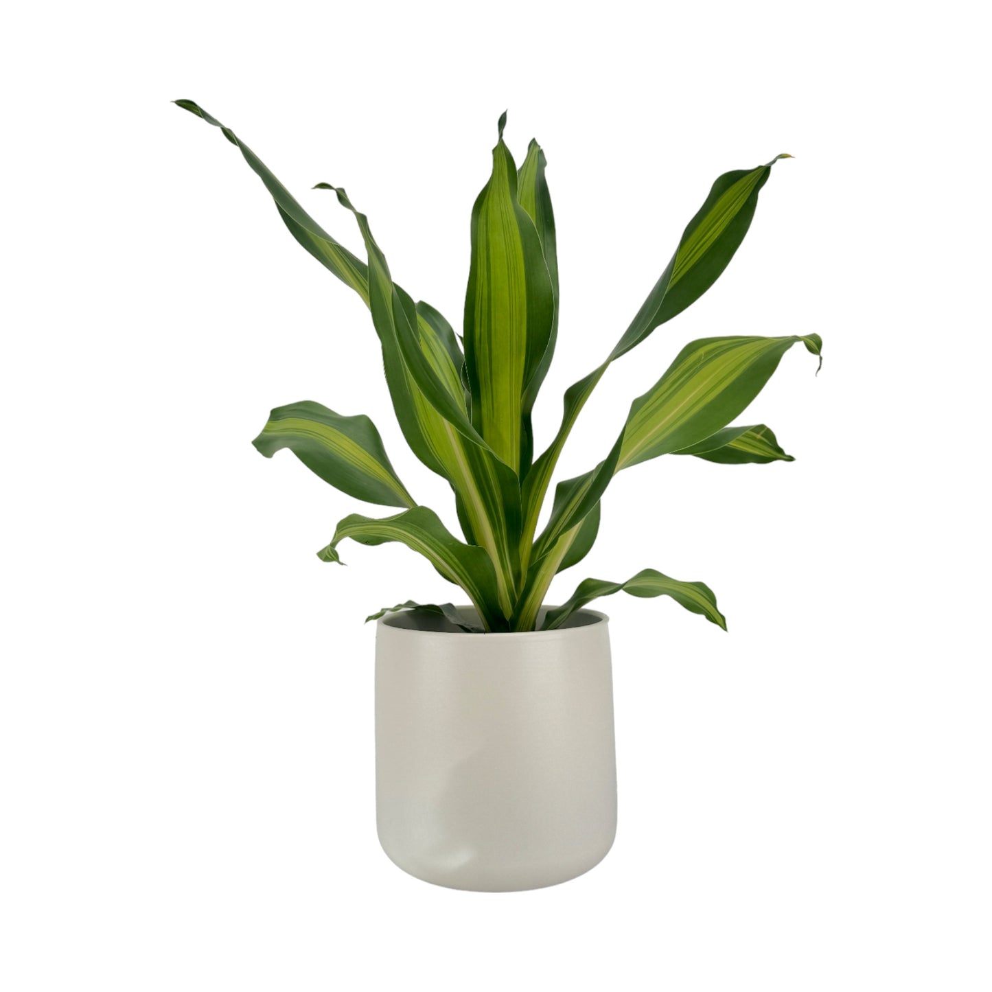 Dracaena 17cm Burley in Cambridge Ceramic - Green Plant The Horti House