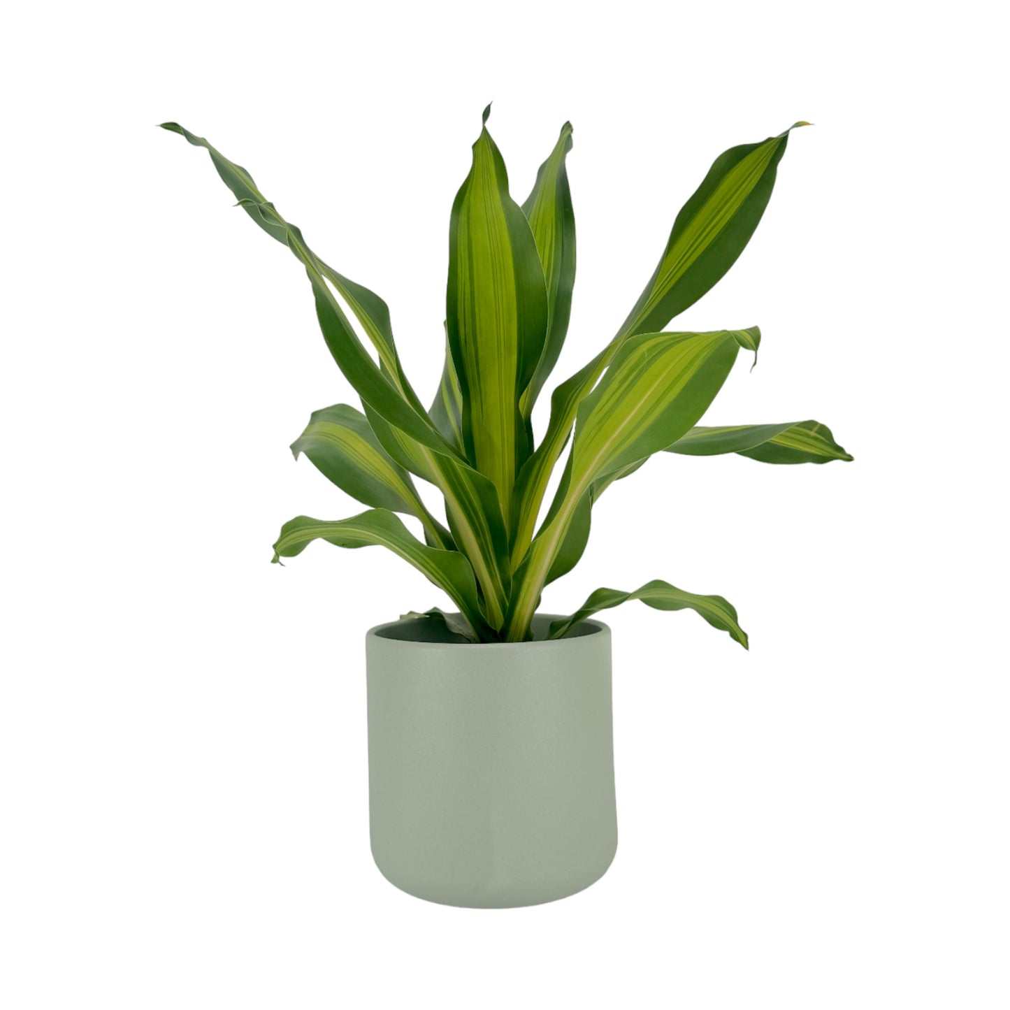 Dracaena 17cm Burley in Cambridge Ceramic - Green Plant The Horti House