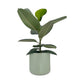 Ficus Elastica 17cm Robusta in Cambridge Ceramic - Green Plant The Horti House