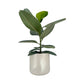 Ficus Elastica 17cm Robusta in Cambridge Ceramic - Green Plant The Horti House