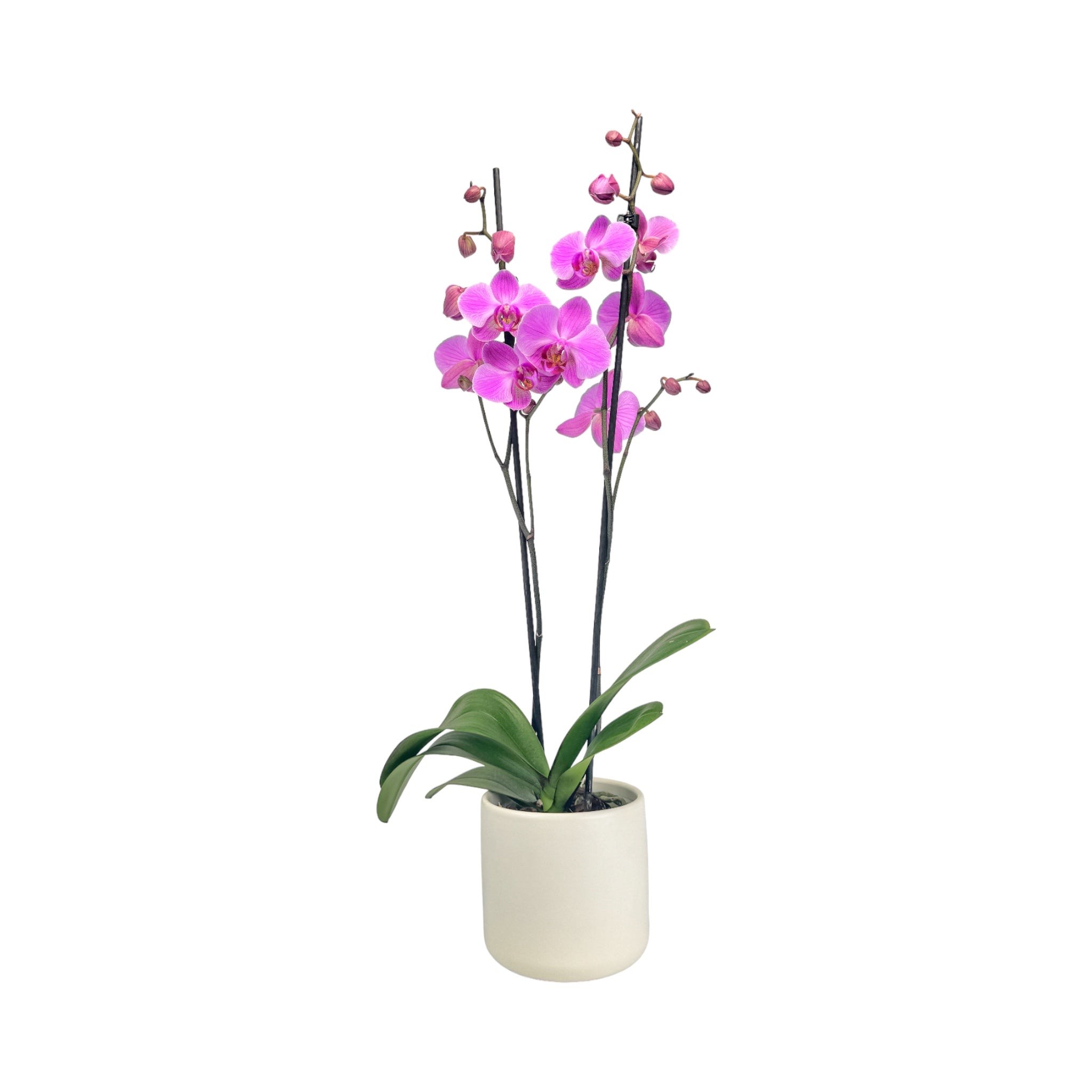 Phalaenopsis 12cm Twin Stem Pink in Cambridge Ceramic – The Horti House