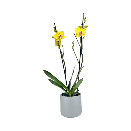 Phalaenopsis 12cm Twin Stem Yellow in Cambridge Ceramic