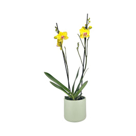 Phalaenopsis 12cm Twin Stem Yellow in Cambridge Ceramic